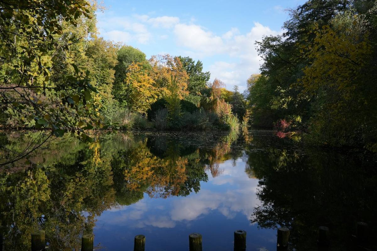 Autumn trees reflected in a still pond